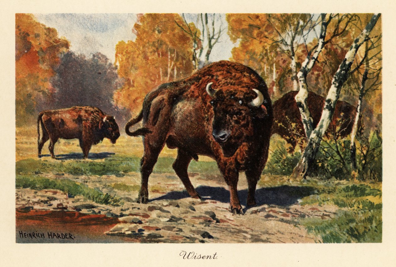 Bir orman temizliğinde Avrupa bizonu veya zubr. by Heinrich Harder