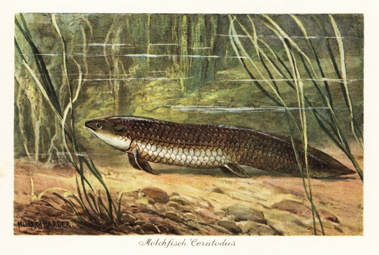 Okyanus tabanındaki sazlıklar arasında soyu tükenmiş Ceratodus latissimus. by Heinrich Harder