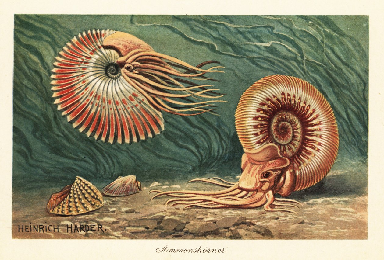 Okyanusta yüzen soyu tükenmiş ammonitler. by Heinrich Harder