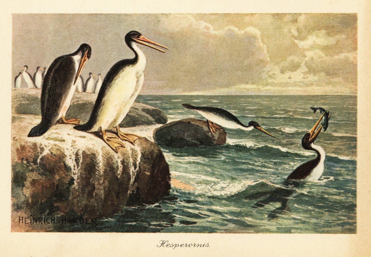 Hesperornis regalis, soyu tükenmiş uçamayan kuş, Kretase. by Heinrich Harder