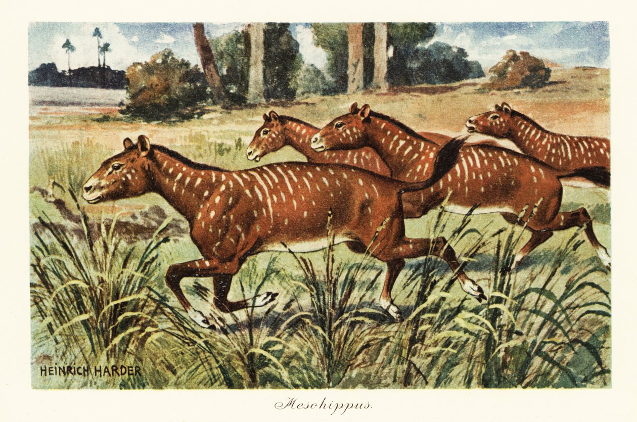 Mesohippus, soyu tükenmiş erken at cinsi., 1908 (Baskı) by Heinrich Harder