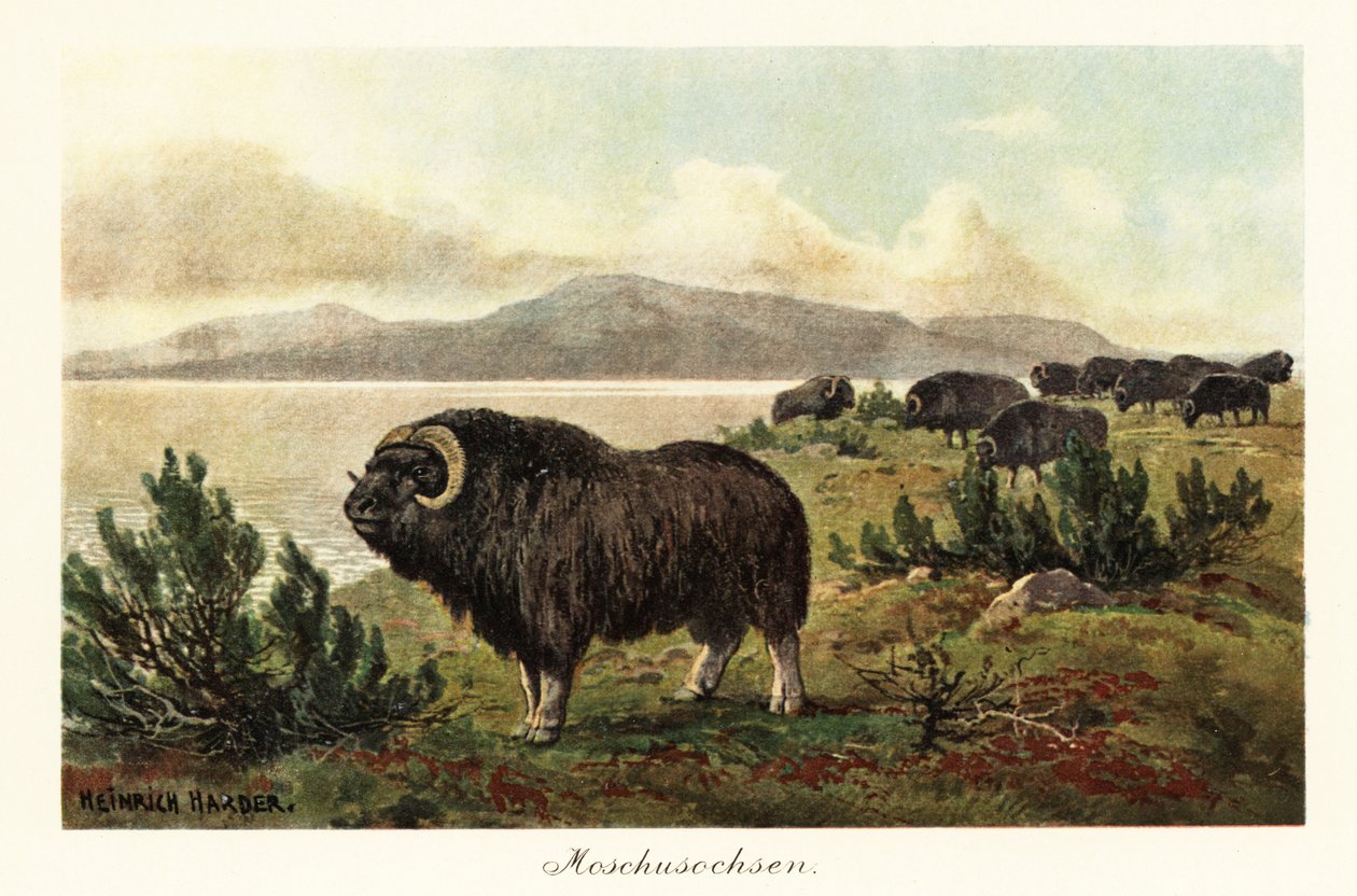 Misk öküzü veya misk öküzü, Ovibos moschatus.,1908 (Baskı) by Heinrich Harder