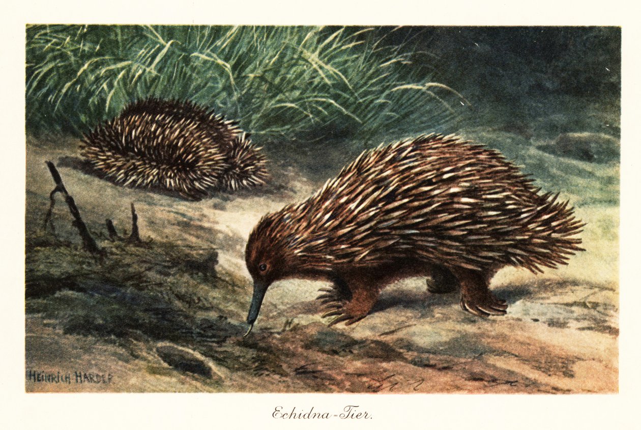 Kısa gagalı echidna, Tachyglossus aculeatus, yiyecek arama. by Heinrich Harder