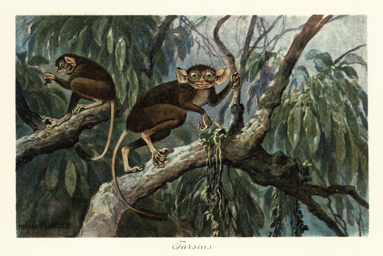 Tarsius, haplorrhine primat tarsiers cinsi., 1908 (Baskı) by Heinrich Harder
