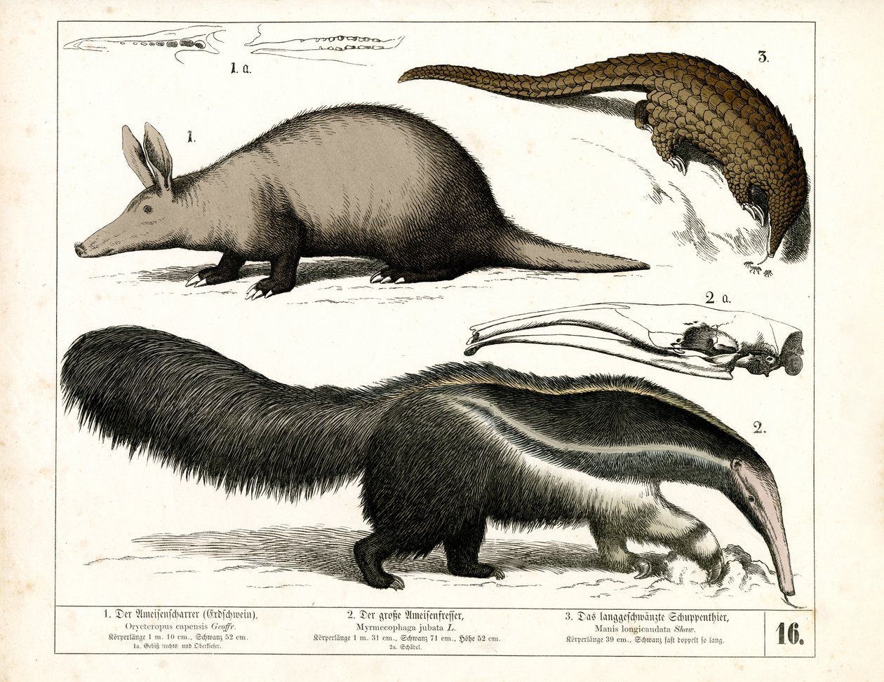 Aardvark, Karıncayiyen ve Pangolin by Heinrich Leutemann