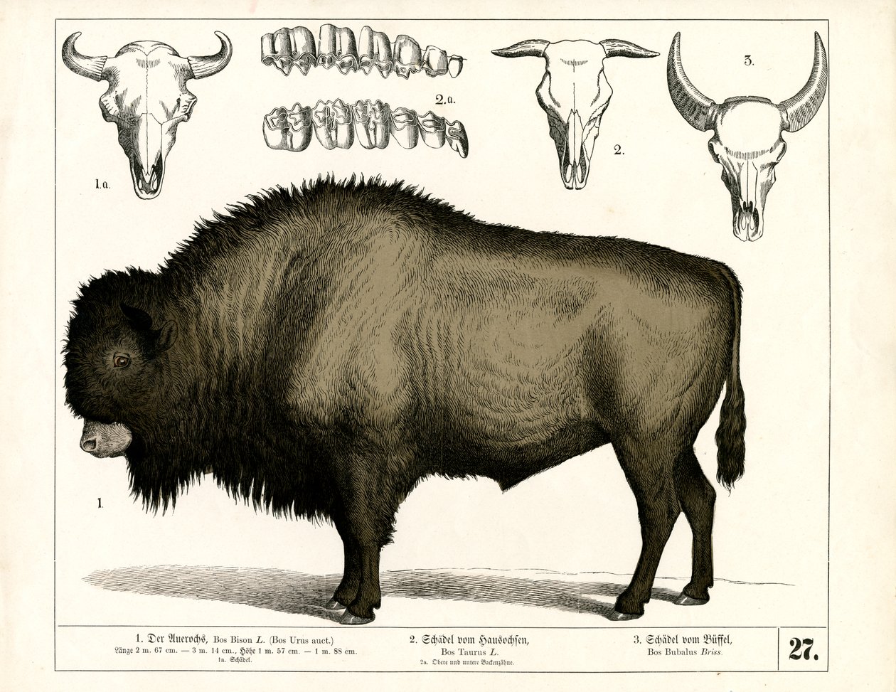  by Heinrich Leutemann
