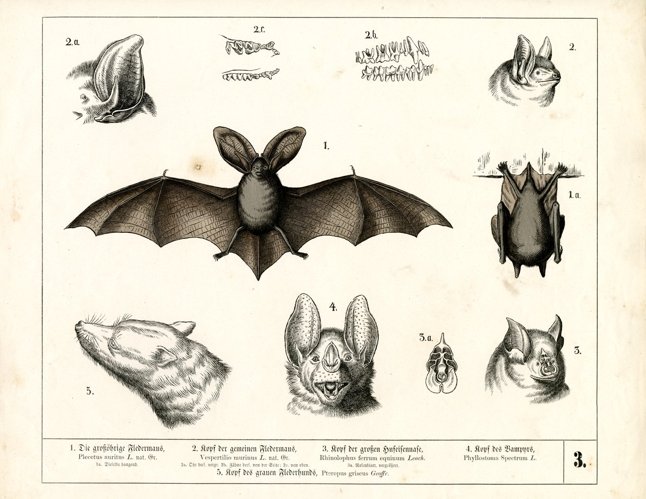 Anatomik Detaylarıyla Yarasa Türleri by Heinrich Leutemann