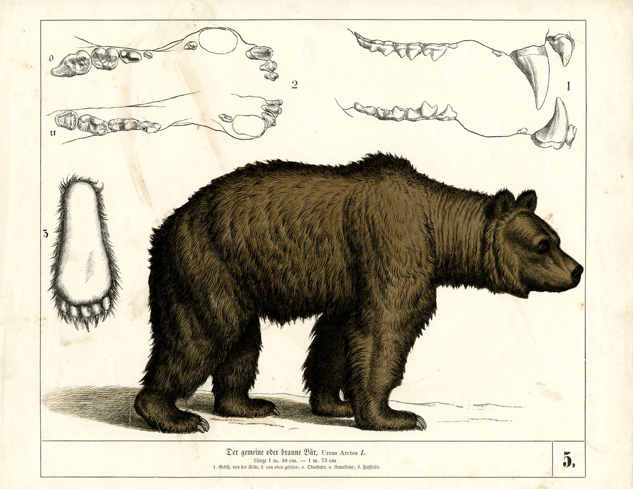  by Heinrich Leutemann