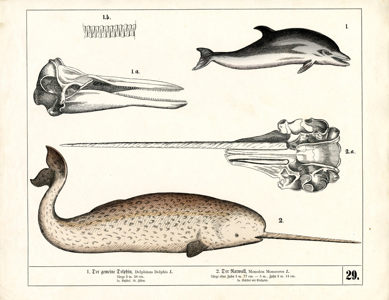 Anatomik Detaylarıyla Ortak Yunus ve Denizgergedanı by Heinrich Leutemann