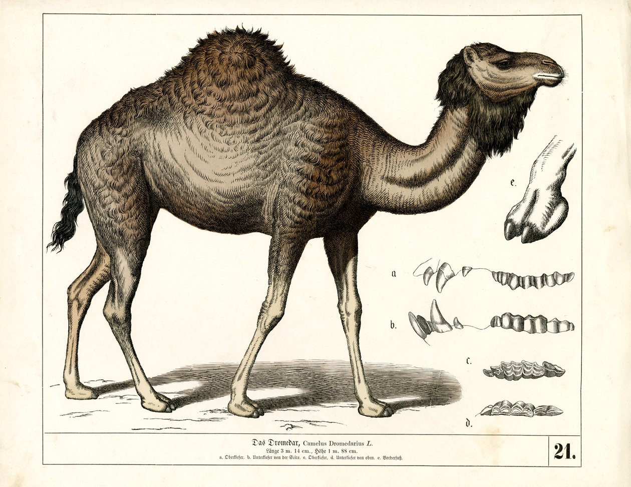  by Heinrich Leutemann