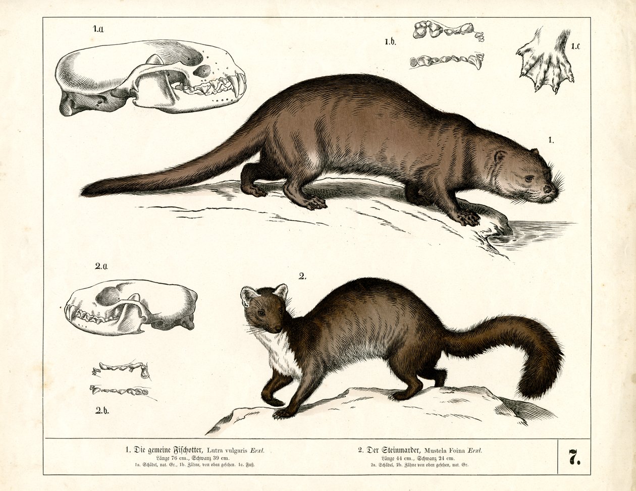 Anatomik Çizimlerle Avrupa Su Samuru ve Taş Sansarı by Heinrich Leutemann