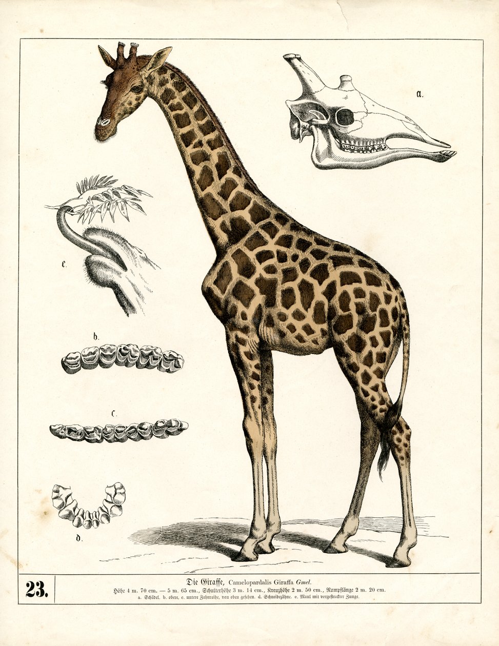 Anatomik detaylara sahip zürafa by Heinrich Leutemann