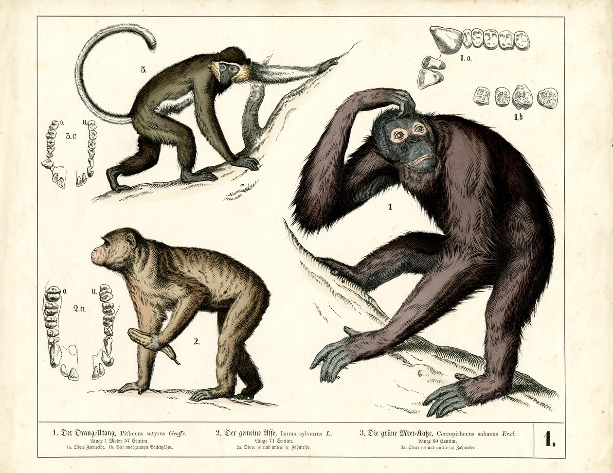 Büyük Maymunlar: Orangutan, Şempanze ve Guenon by Heinrich Leutemann