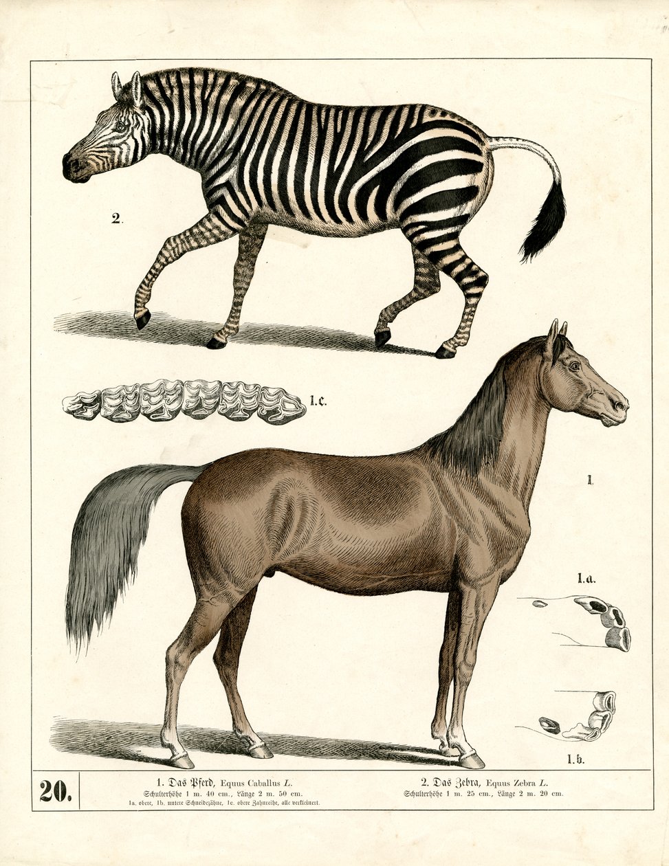 Anatomik Detaylarıyla At ve Zebra by Heinrich Leutemann
