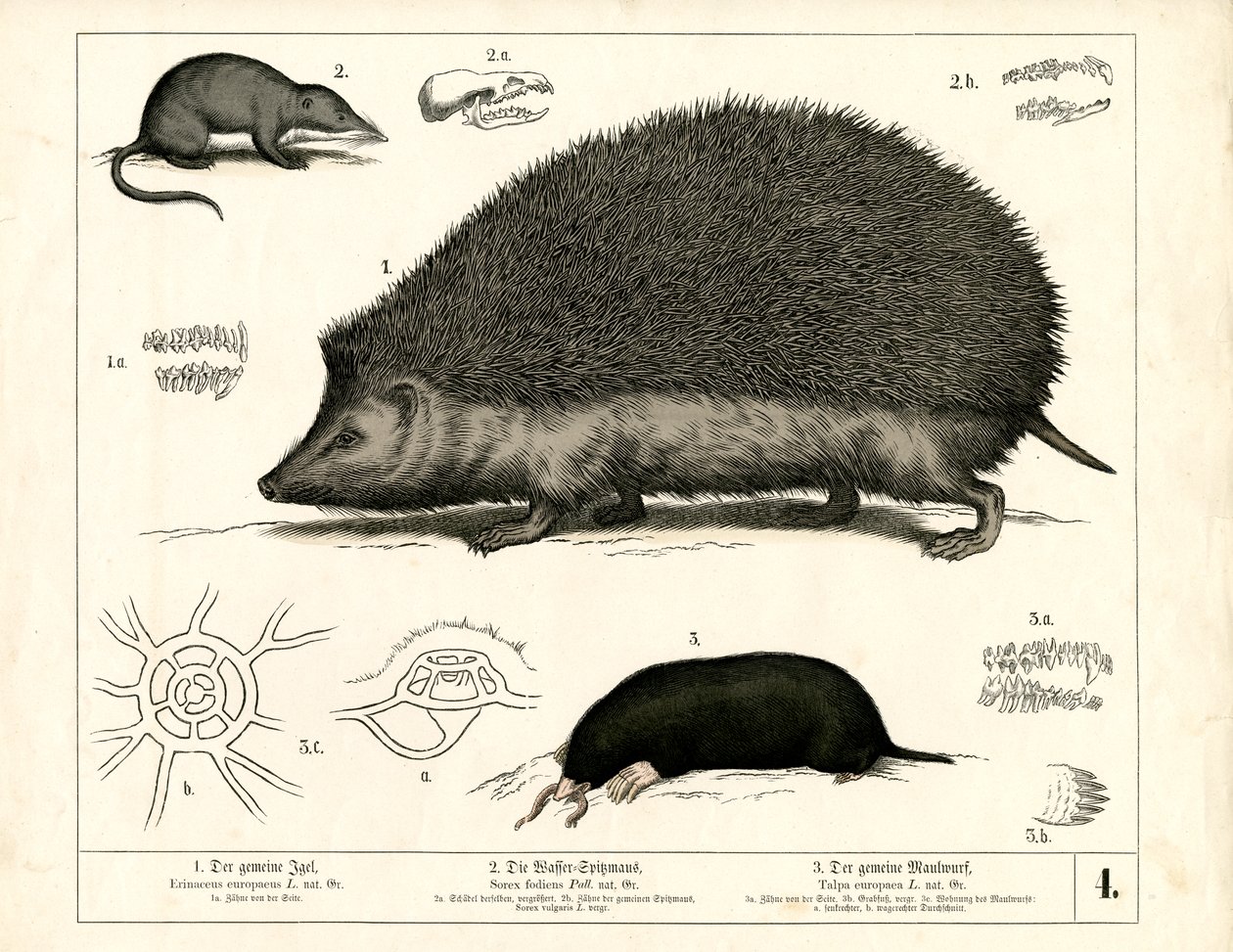Böcekçiller: Kirpi, Sivri Fareler ve Köstebek by Heinrich Leutemann