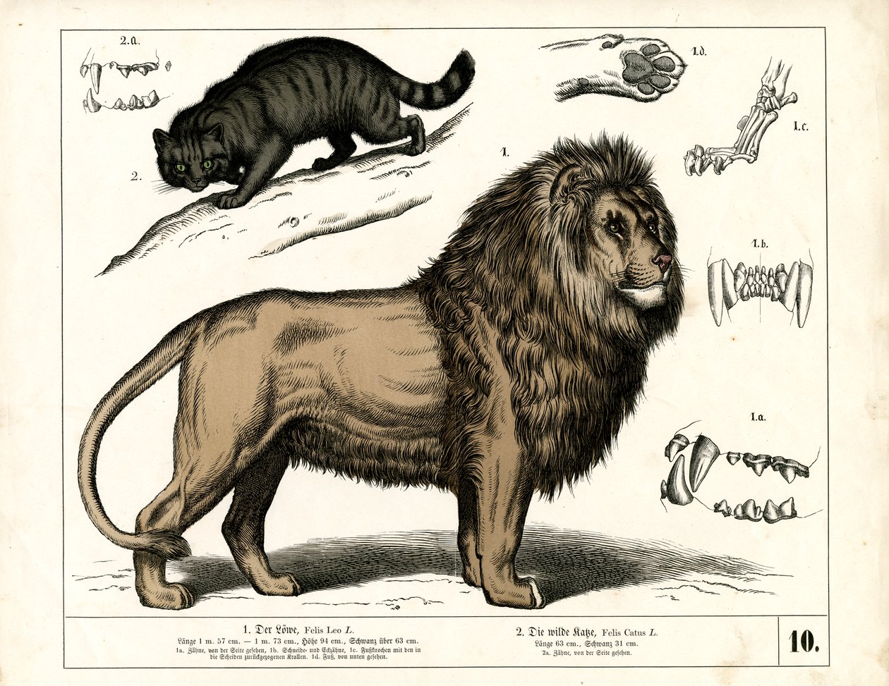  by Heinrich Leutemann