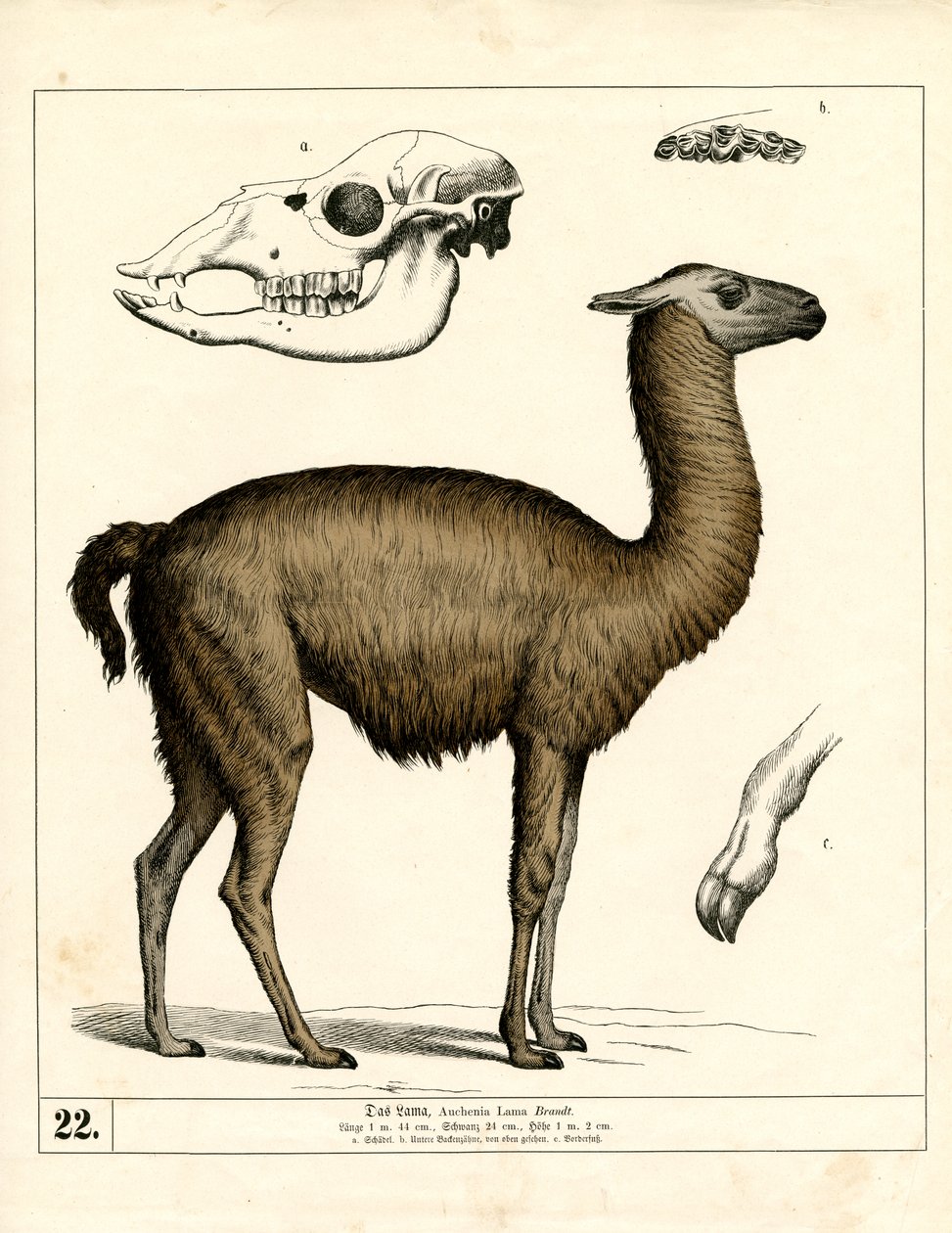  by Heinrich Leutemann