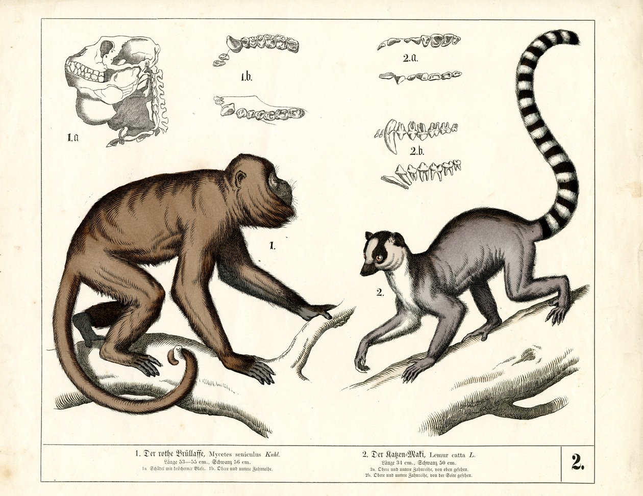 Maymun ve Lemur: Kırmızı Uluyan Maymun ve Halka Kuyruklu Lemur by Heinrich Leutemann