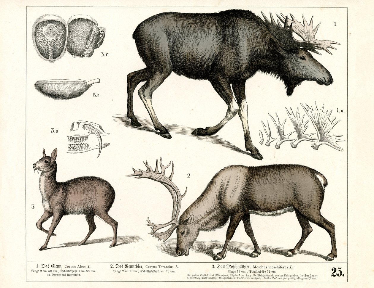  by Heinrich Leutemann