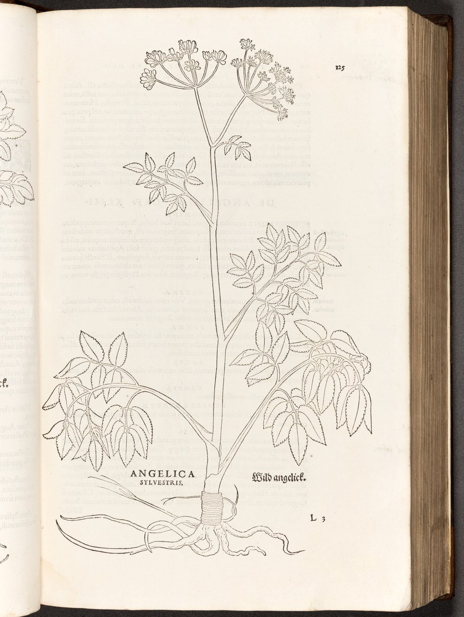 BT3.267.5 s.125 Wild Angelica, Leonhart Fuchs