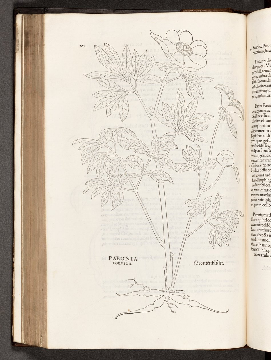 BT3.267.5 s.311 Paeony, Leonhart Fuchs