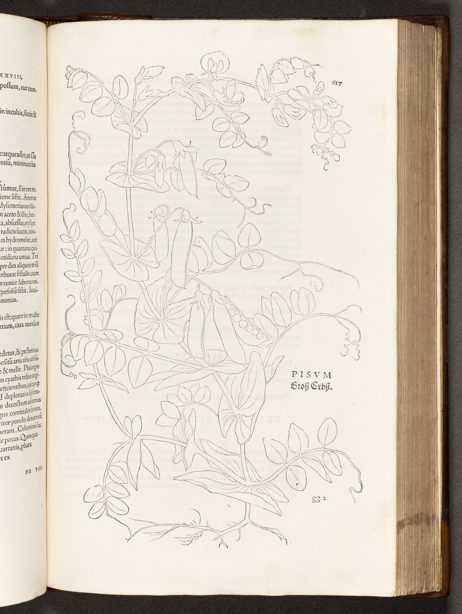 BT3.267.5. s.627 Bezelye, Leonhart Fuchs