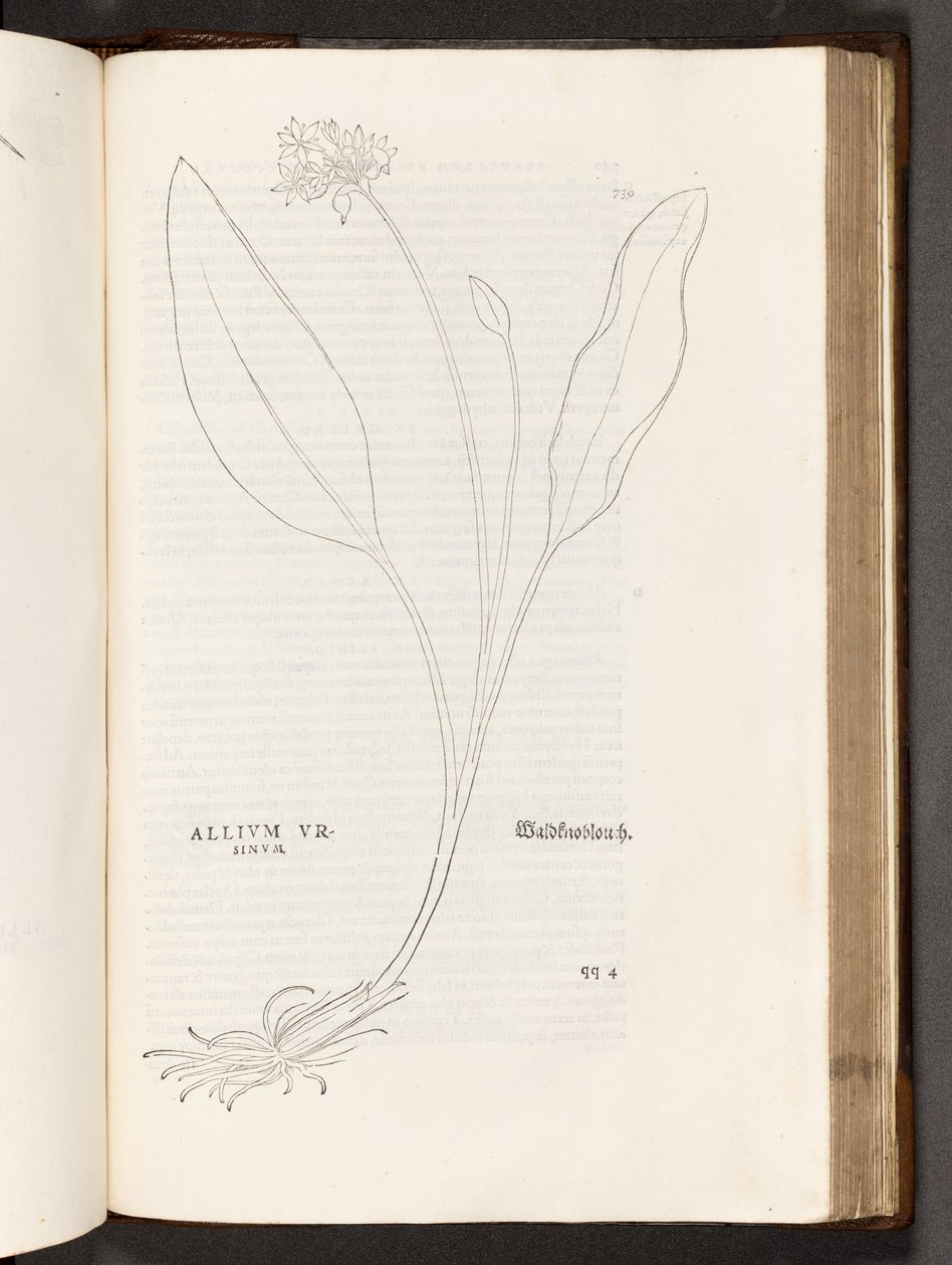 BT3.267.5 s.739 Allium, Leonhart Fuchs