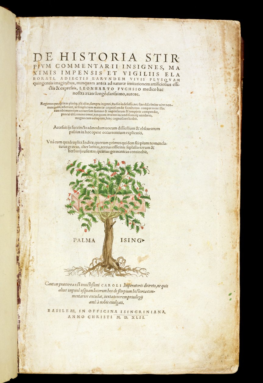 Rodolphe Speckle (d.1550) tarafından oyulmuş Leonard Fuchs (1501-66) tarafından 