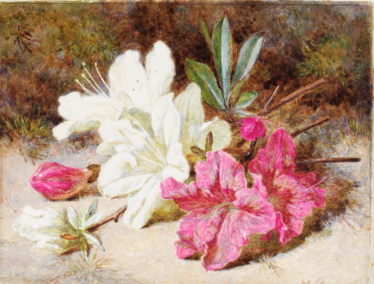 Açelya Bloom, c.1865-74 by Helen Cordelia Coleman Angell