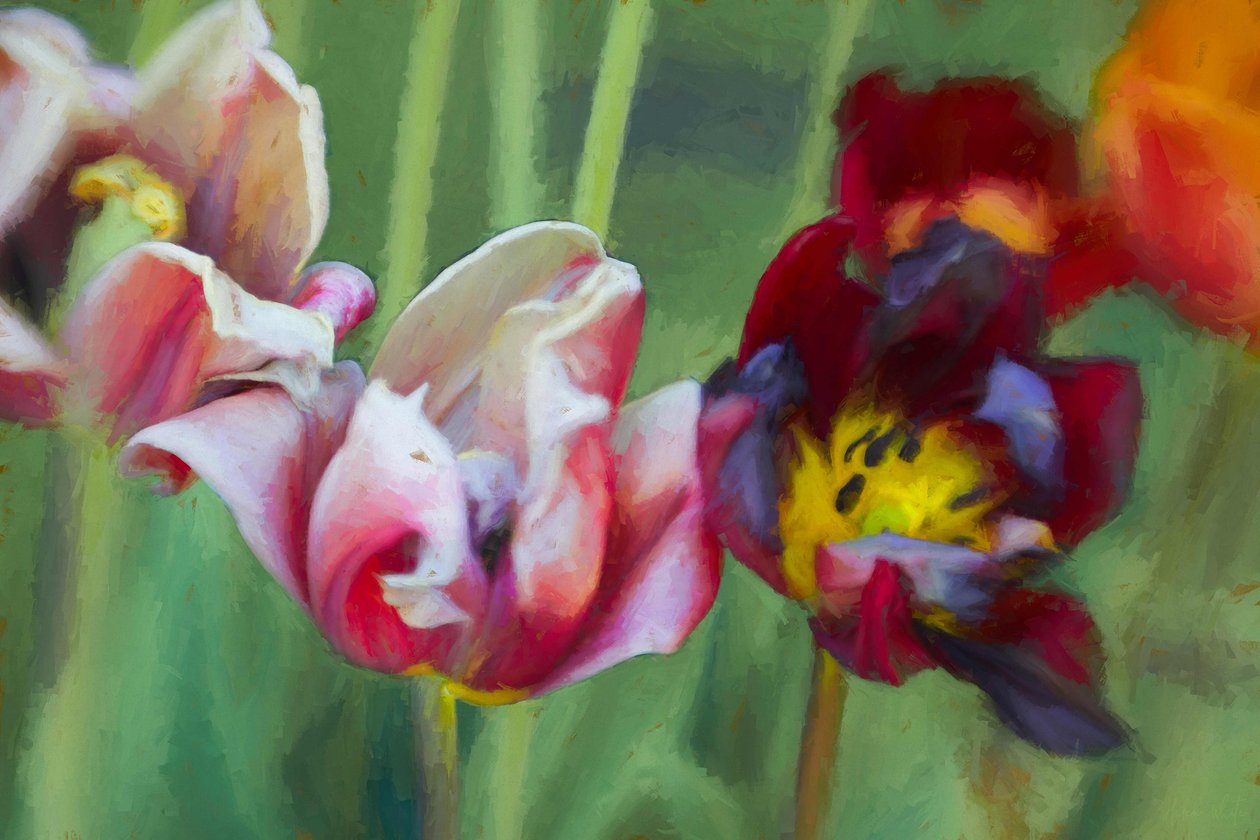 Parlak Laleler, 2018, by Helen White
