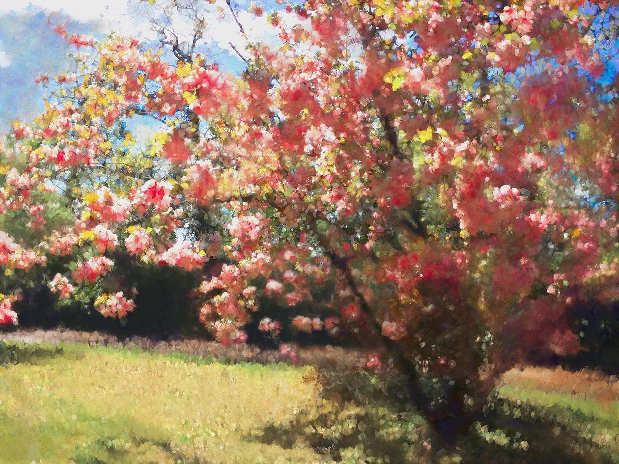 Kiraz Çiçeği, 2018, by Helen White