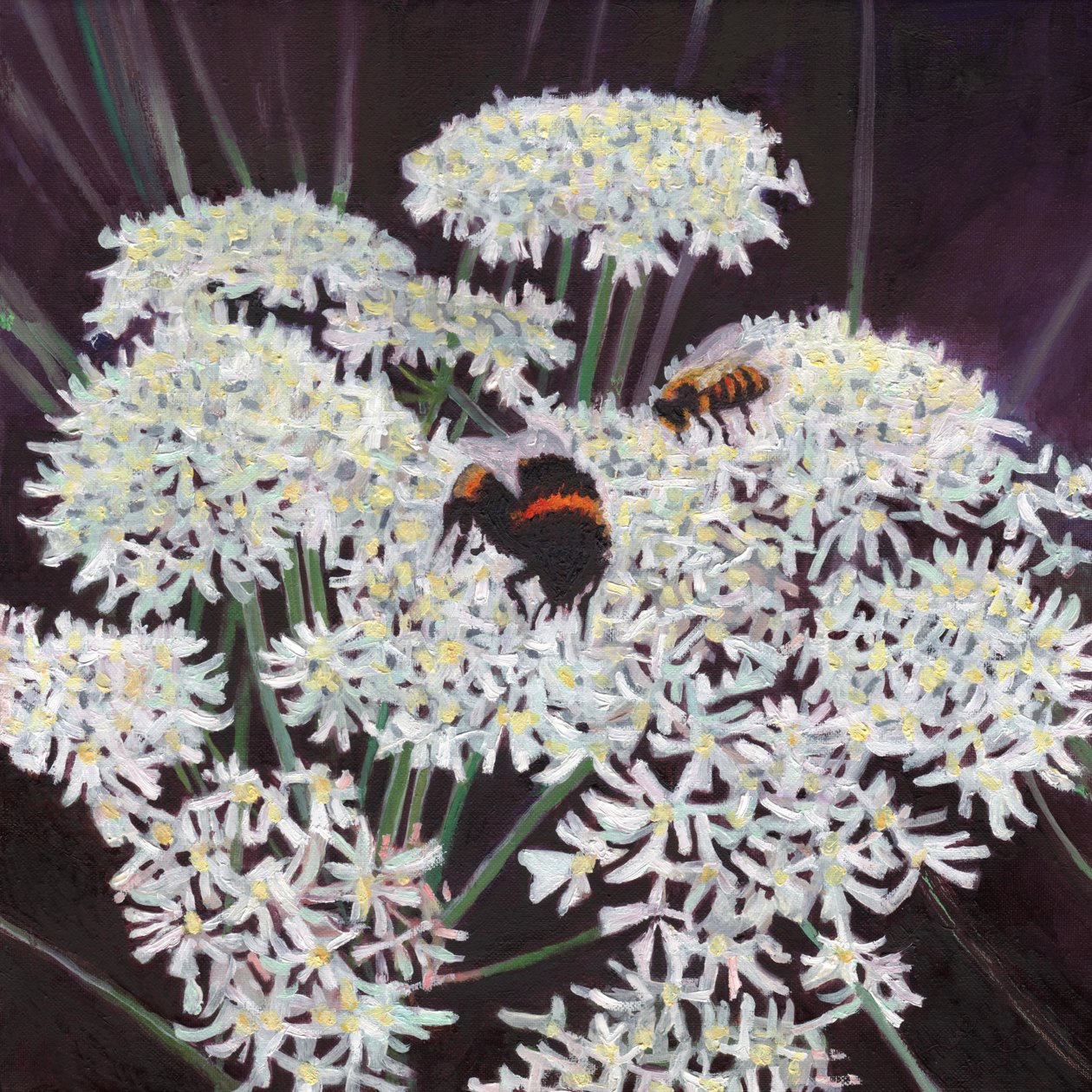 Rosa Inermis by Helen White