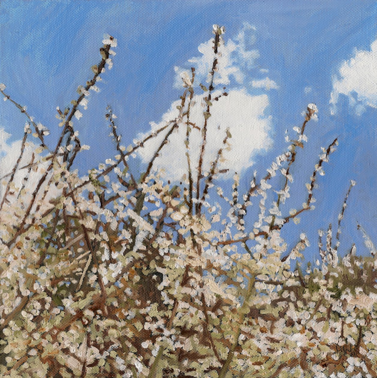 Mayıs çiçeği, 2012, by Helen White