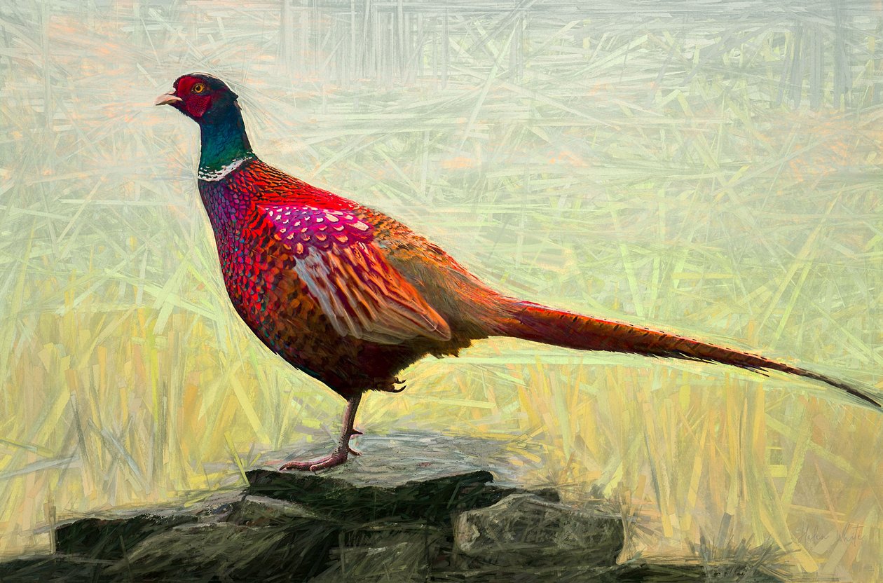 Hoş Sülün, 2018, by Helen White