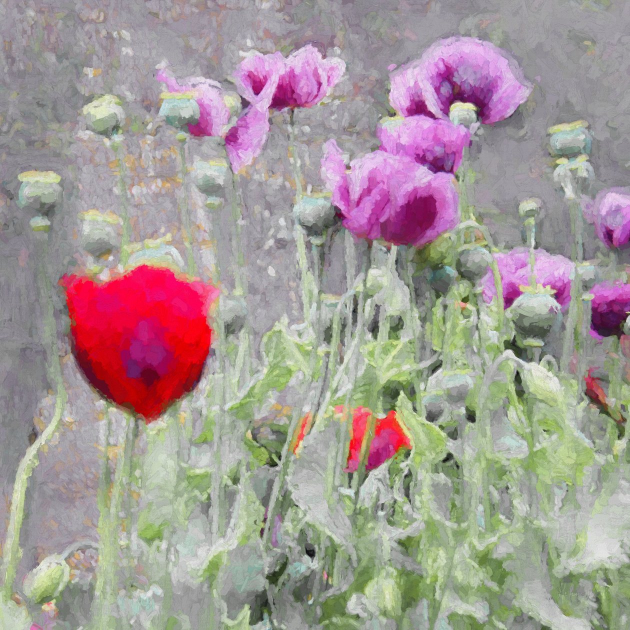 haşhaş, 2018, by Helen White