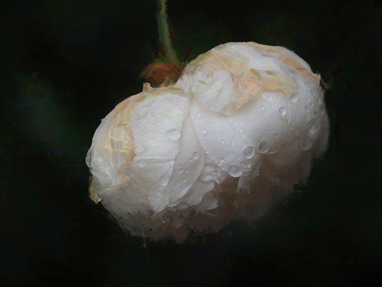 Saf Beyaz, 2018, by Helen White