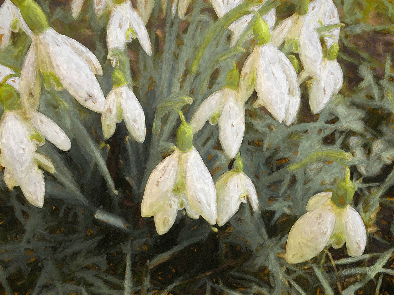 Kardelenler, 2019, by Helen White