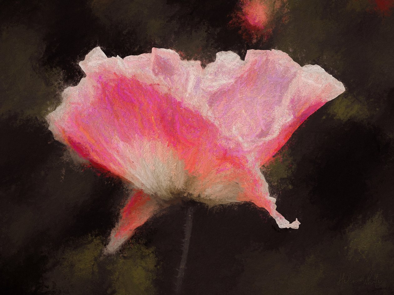 Yumuşak Pembe, 2018, by Helen White