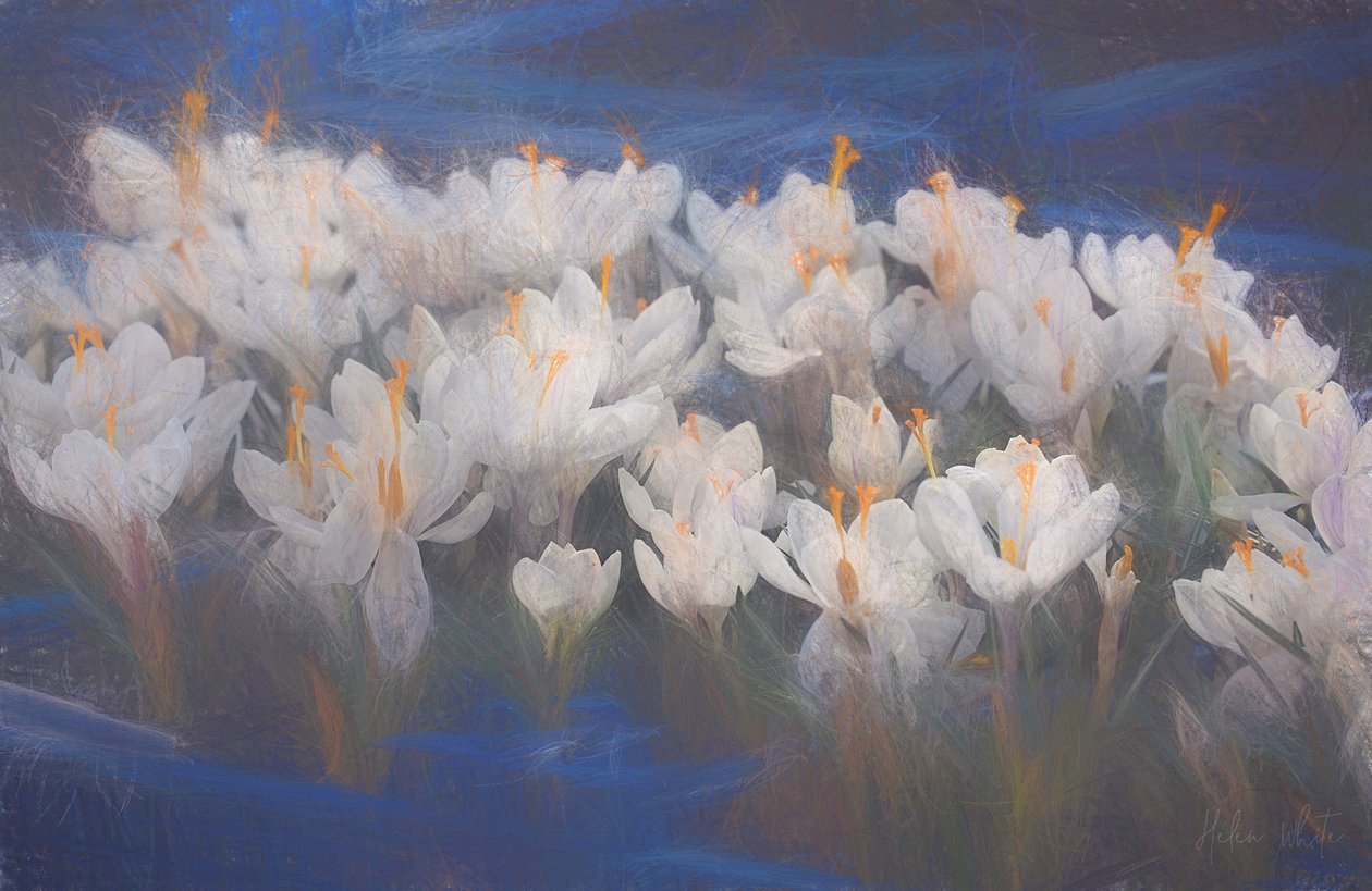 Bahar Çiğdemleri, 2018, by Helen White