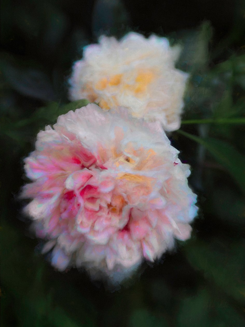 Yaz Şakayıkları, 2018, by Helen White