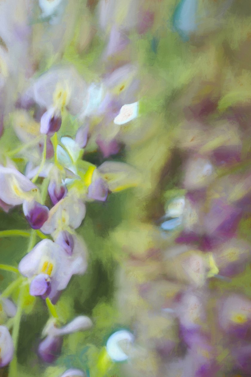 Wisteria