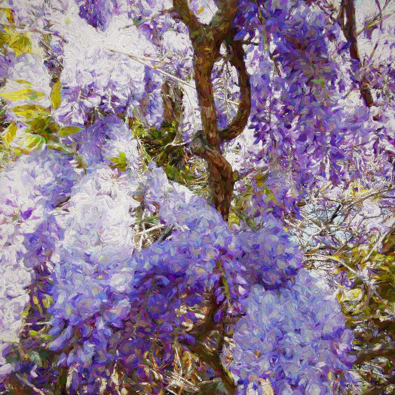 Wisteria, 2018, by Helen White