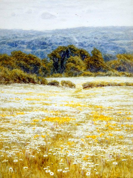 Oxeye Papatyalar, Westerham, Kent yakınlarında (kağıt üzerine suluboya) by Helen Allingham