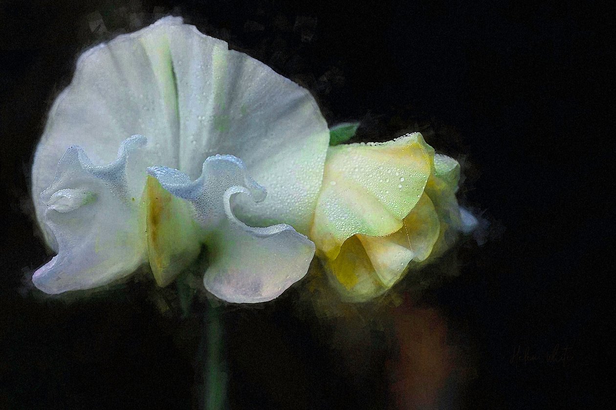 Sonbahar Bezelye II, 2018 by Helen White