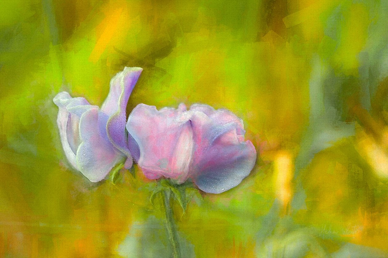 Sonbahar Tatlı Bezelye I, 2018 by Helen White