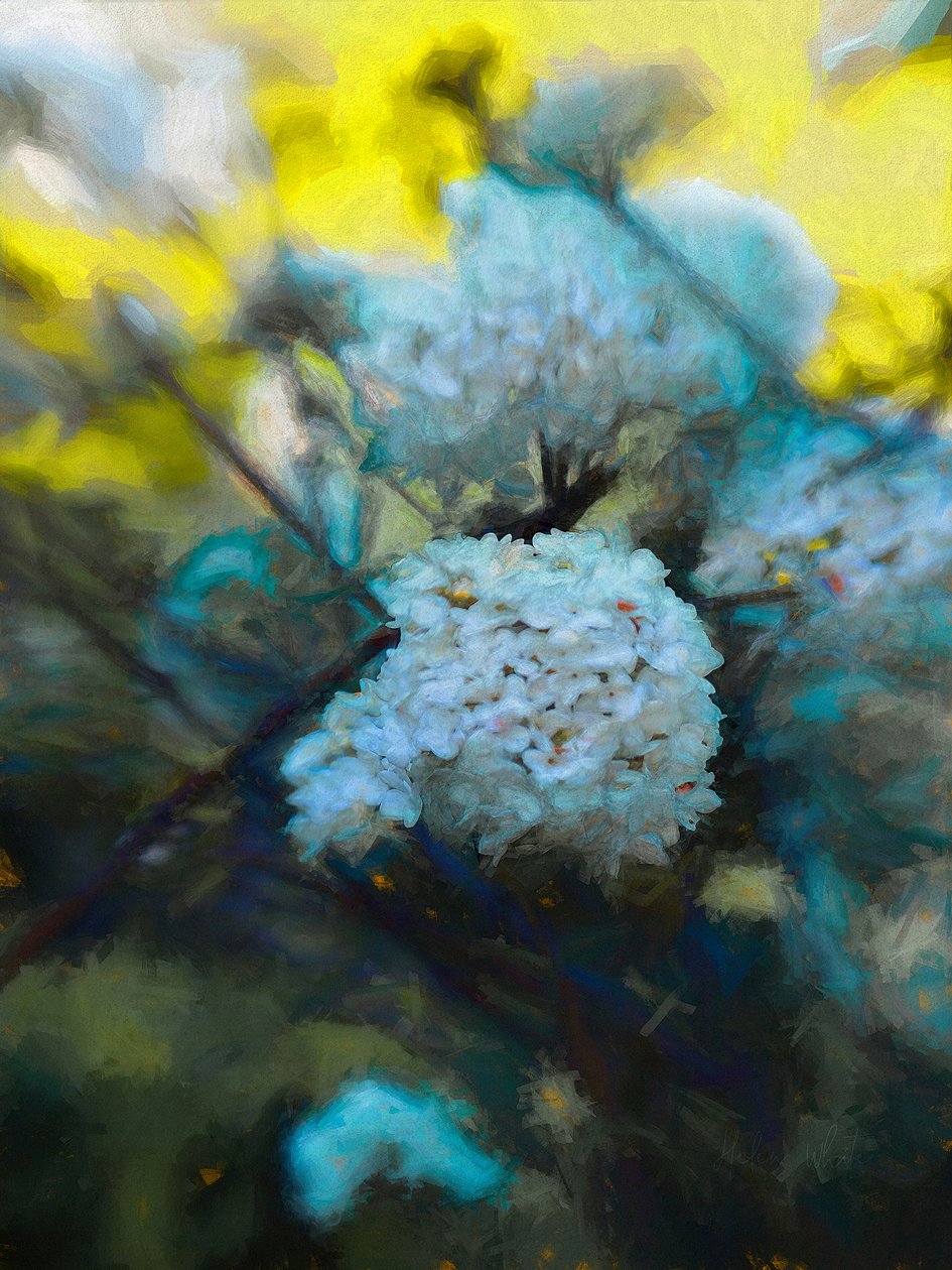Mayıs ayı çiçek açması, 2019 by Helen White