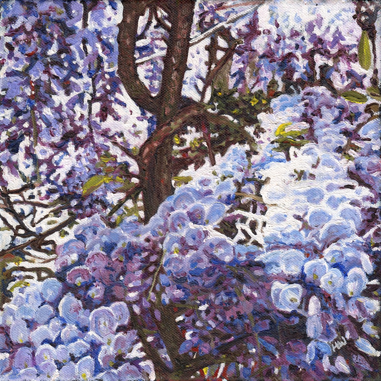 Mavi Wisteria, 2012 by Helen White