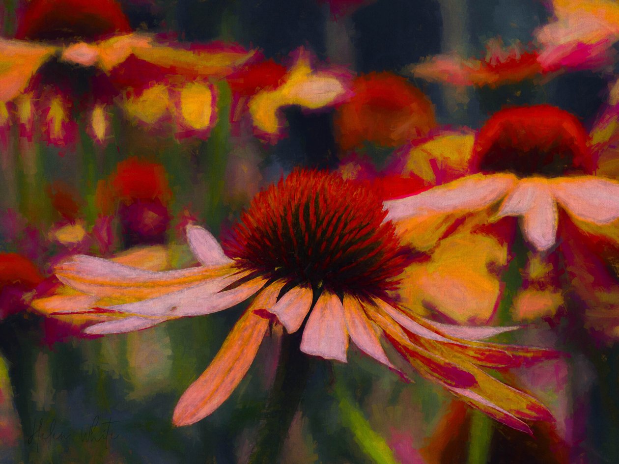 Papatya Papatya, 2019 by Helen White