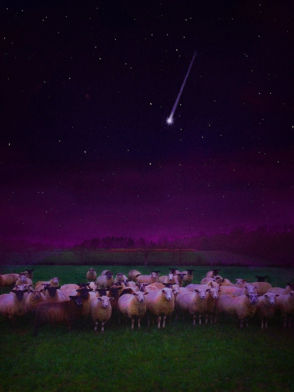 Gece Sürü, 2019 by Helen White