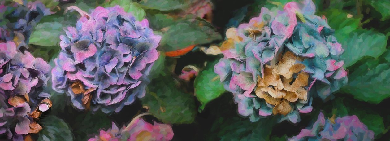 Hydrangeas, 2018,  by Helen White